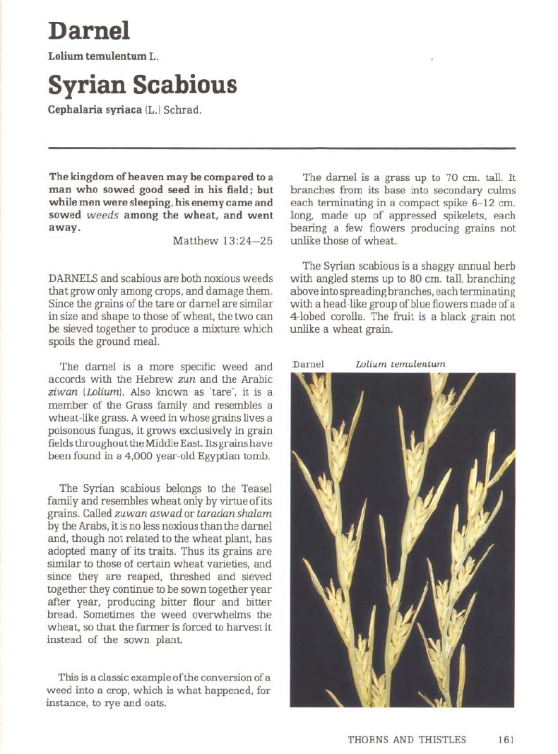 Darnel and Syrian Scabious - p. 161 Plants of the Bible (1983) Michael Zohary.png